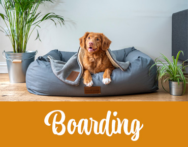 A duck toller type dog laying on a dog bed, covered with a blanked with a headline that says: "Boarding". Calgary dog daycare.