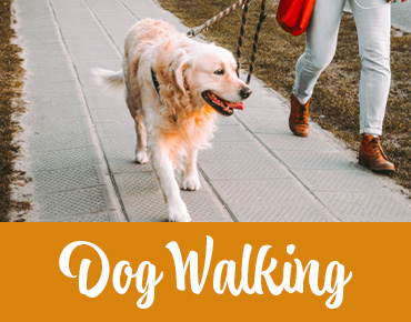 A golden retriever type dog walking with a woman with a headline that says: "Dog Walking". Calgary dog daycare.