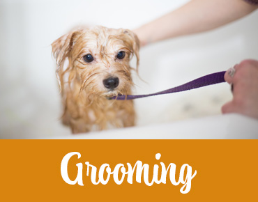 A small dog in a grooming tub getting a bath with a headline that says" Grooming". Calgary dog daycare.